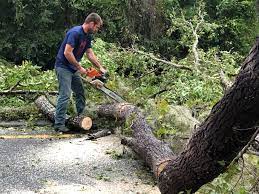 Trusted Galva, KS  Tree Services Experts