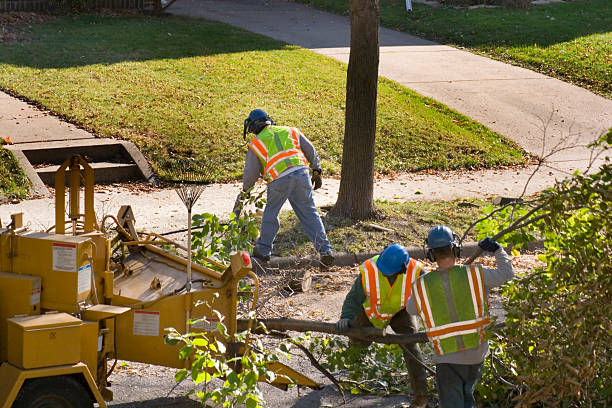 Best Hazardous Tree Removal  in Galva, KS