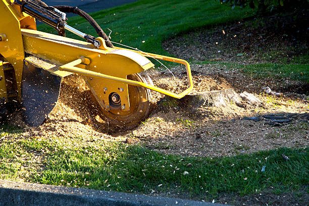 Why Choose Our Tree Removal Services in Galva, KS?