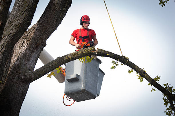 Best Commercial Tree Services  in Galva, KS